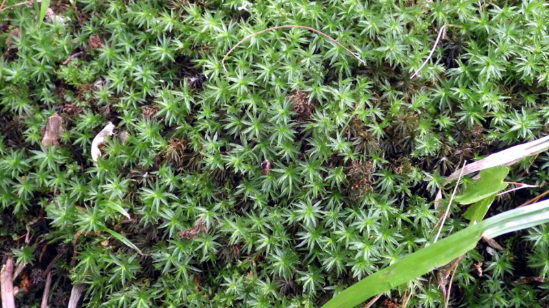 Atrichum crispum
